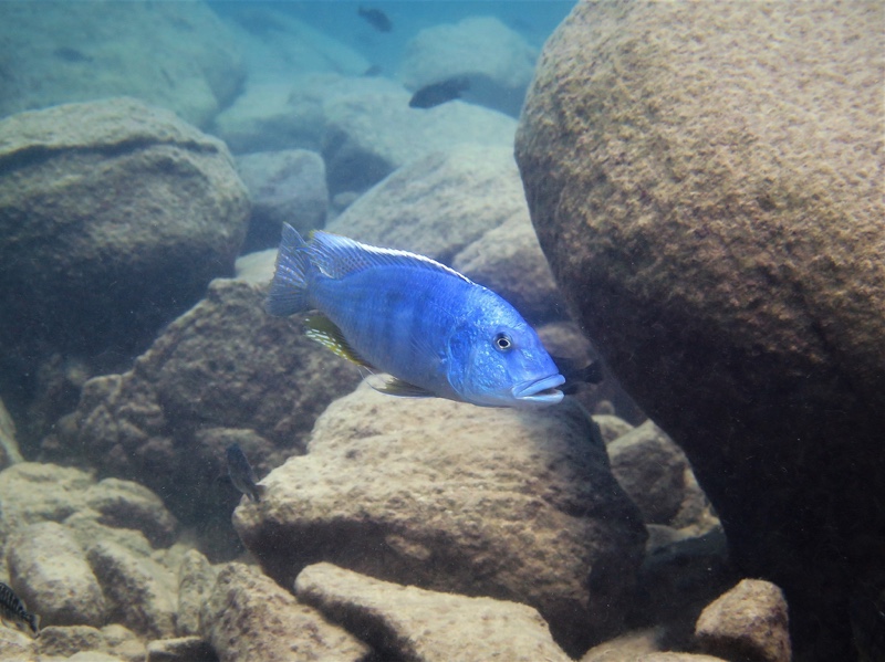 Buccochromis heterotaenia 'Ndomo Point'